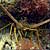 Caribbean Spiny Lobster
