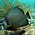 Angelfish