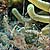 Cleaner shrimp