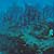 Atlantic Spadefish
