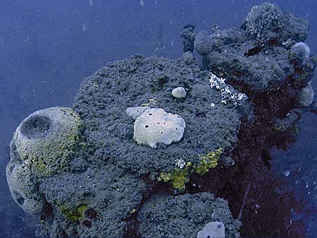 Stony Corals