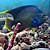 Townsend Angelfish